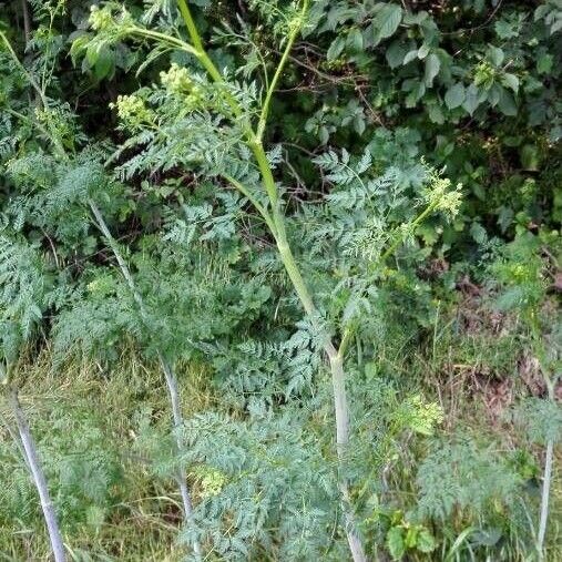 Conium maculatum Habitatea