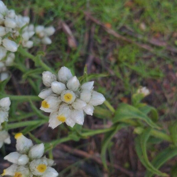 Pseudognaphalium californicum Flower