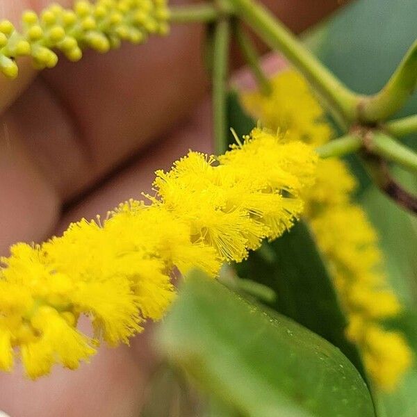 Acacia spirorbis 花