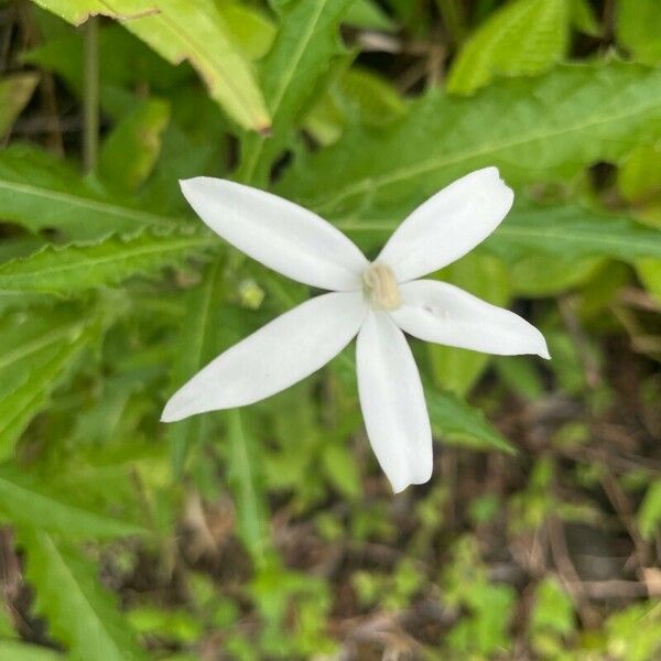 Hippobroma longiflora Flower