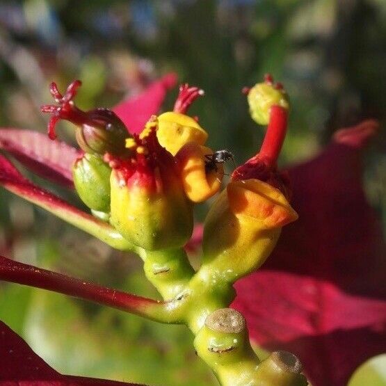 Observation: Euphorbia pulcherrima Willd. ex Klotzsch (Francois Mansour ...