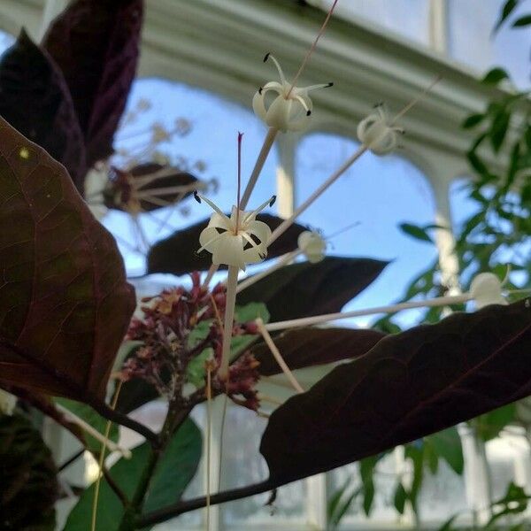 Clerodendrum quadriloculare Flor