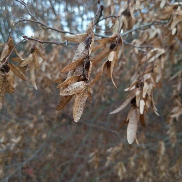 Carpinus betulus 果実