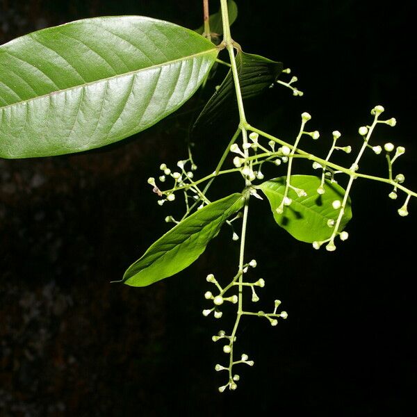 Myrcia fallax Flower