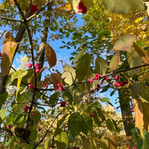 Euonymus atropurpureus Gyümölcs