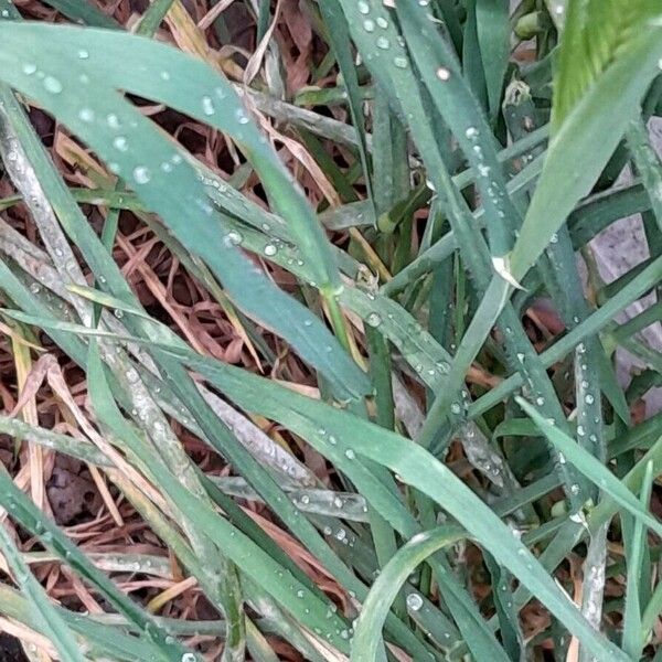 Hordeum murinum Folla