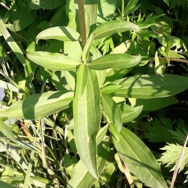 Saponaria officinalis Folio