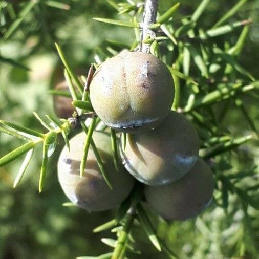 Juniperus oxycedrus ফল