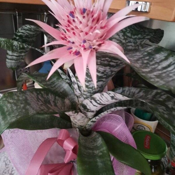 Aechmea fasciata Лист