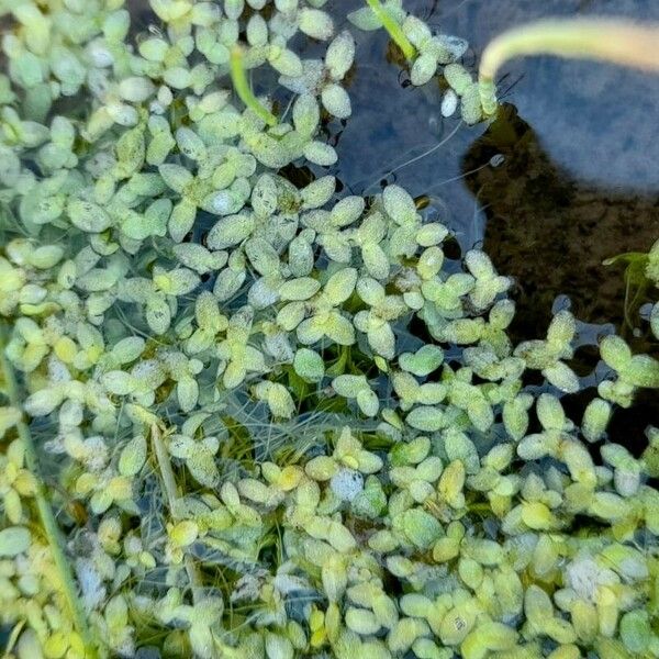 Lemna valdiviana Leaf