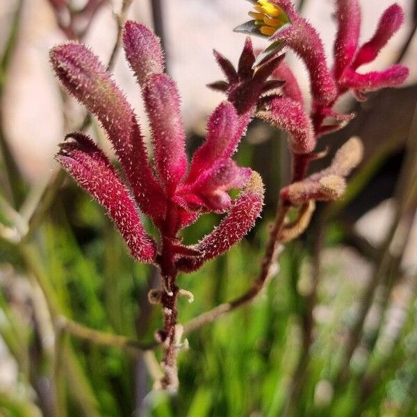 Anigozanthos flavidus Flower