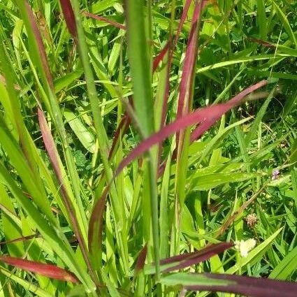 Imperata cylindrica Leaf