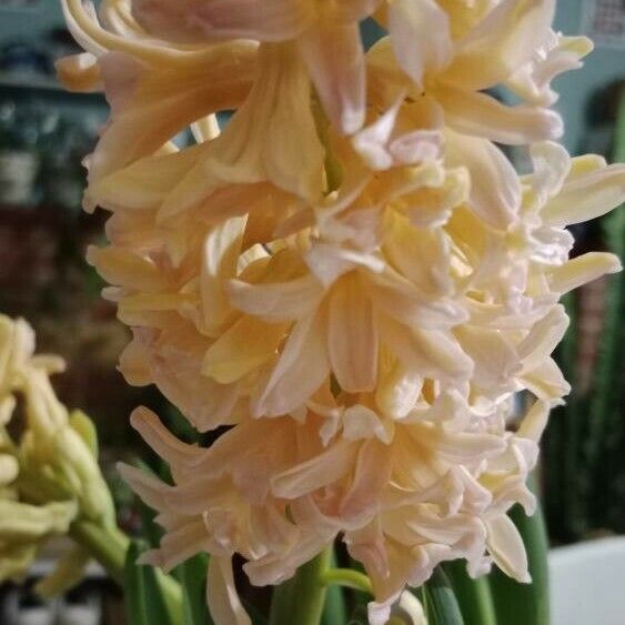 Hyacinthus orientalis 花