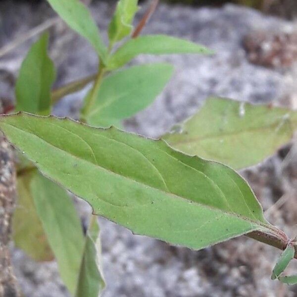 Epilobium lanceolatum Leaf