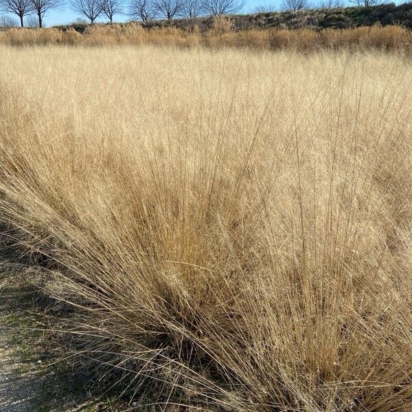 Muhlenbergia capillaris Лист