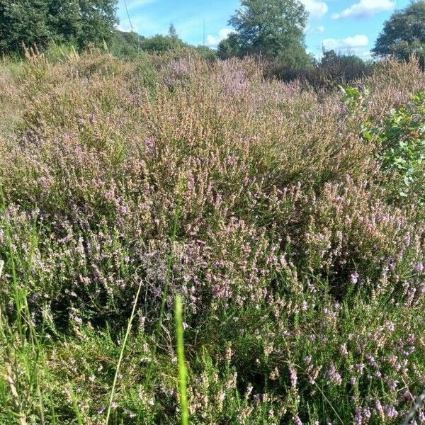 Calluna vulgaris Хабит