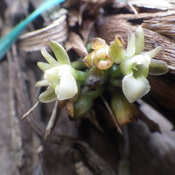 Ancistrorhynchus clandestinus Blomma