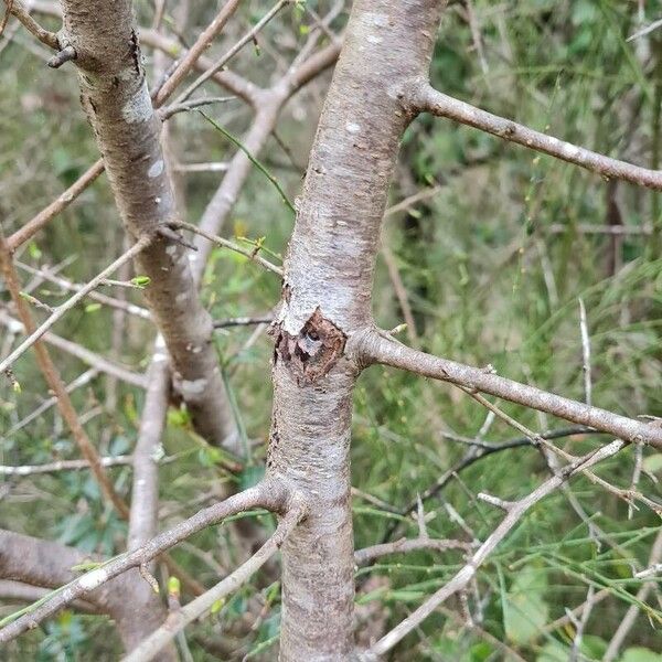 Prunus spinosa Bark