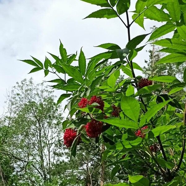 Sambucus racemosa 葉