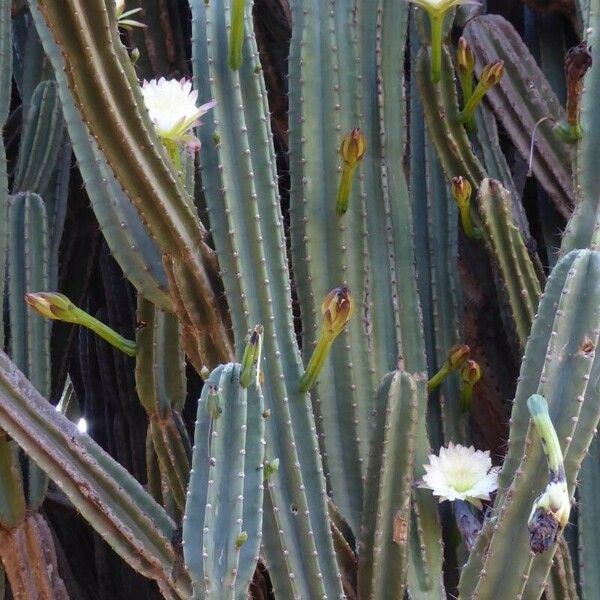 Cereus hexagonus Folla