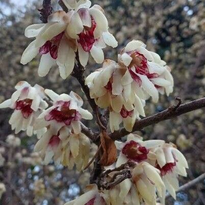 Chimonanthus praecox Flower