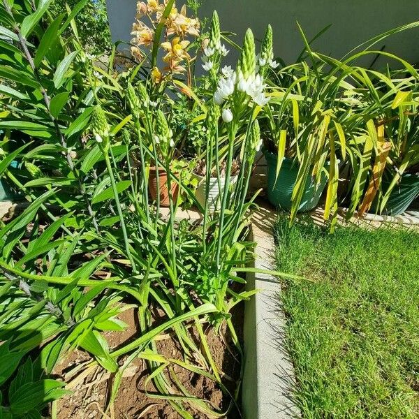 Ornithogalum thyrsoides Habitus