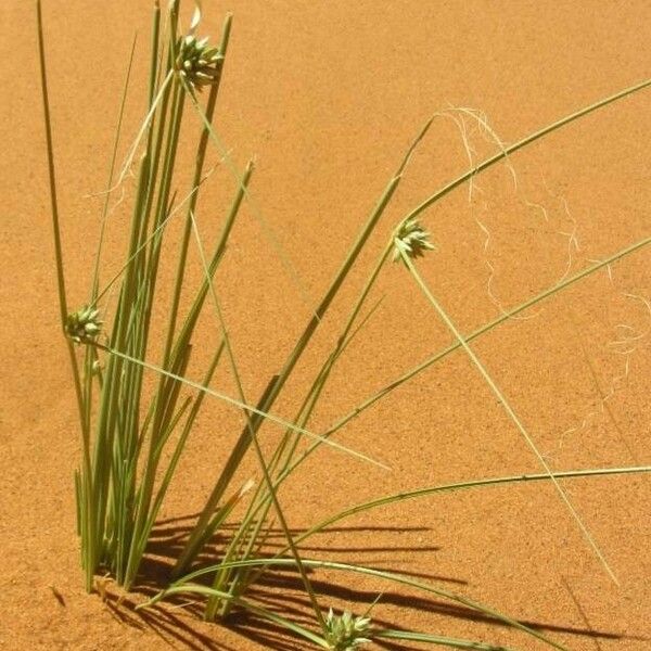 Cyperus conglomeratus Blomst