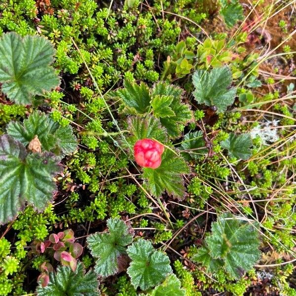 Rubus chamaemorus फल