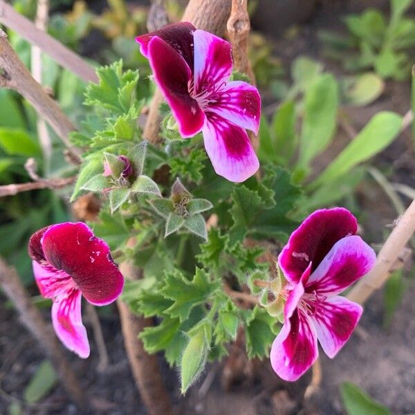 Pelargonium graveolens Цветок