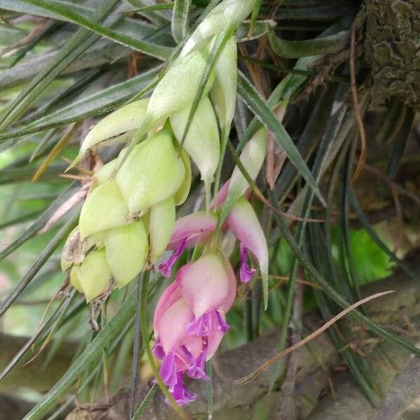 Tillandsia stricta പുഷ്പം