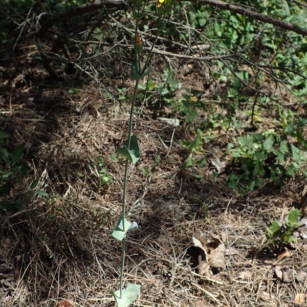 Blackstonia perfoliata Habitat