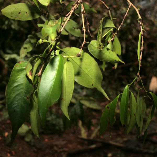 Maytenus floribunda മറ്റ്