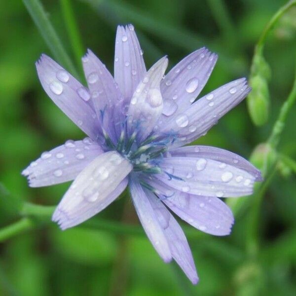 Lactuca perennis Fiore