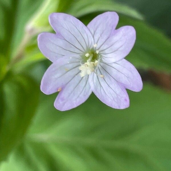 Epilobium montanum Blüte