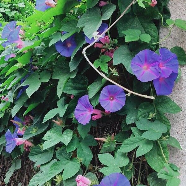 Ipomoea indica फूल