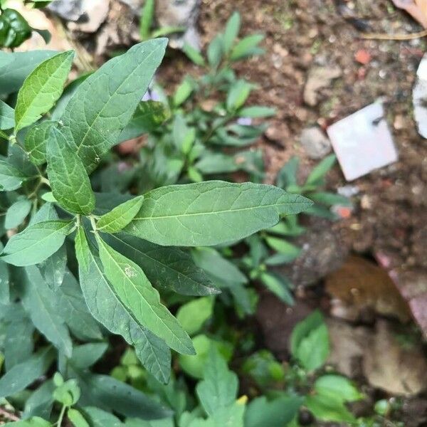 Solanum pseudocapsicum Blad