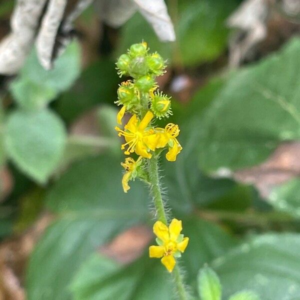 Agrimonia eupatoria Cvet