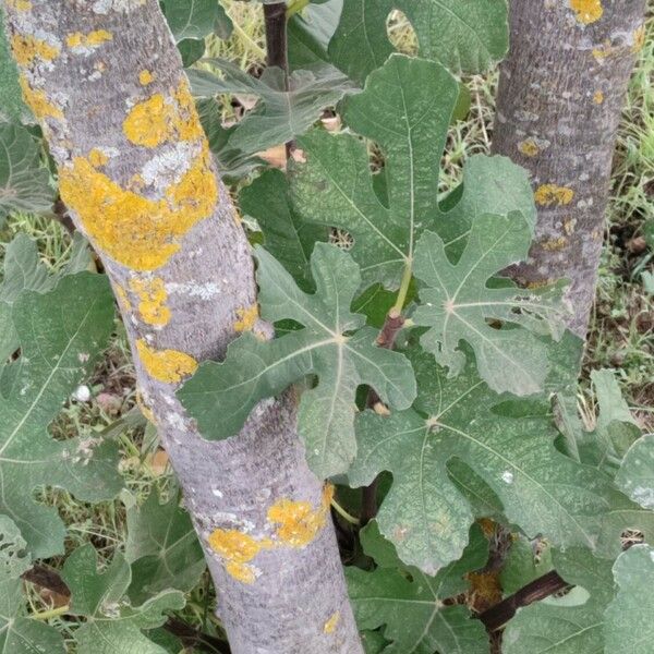 Ficus carica Casca