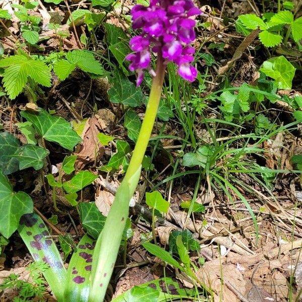 Orchis mascula 叶