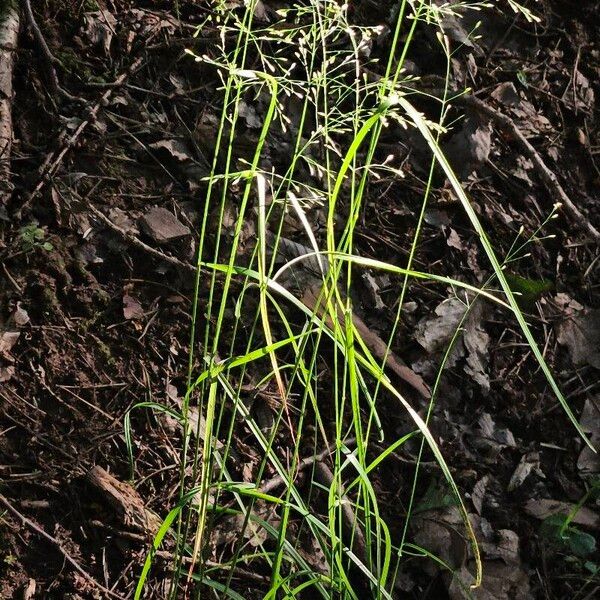 Poa nemoralis Habitus