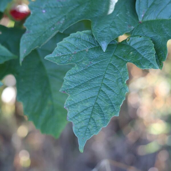 Viburnum sargentii Leaf