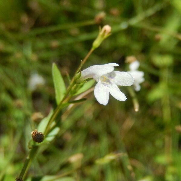 Gratiola neglecta Kvet