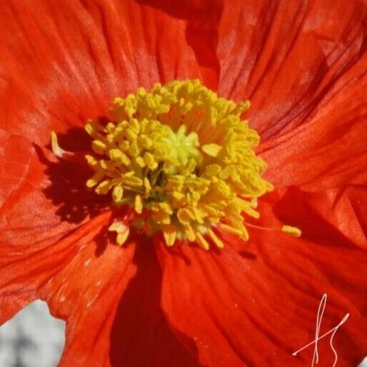 Papaver croceum Floro