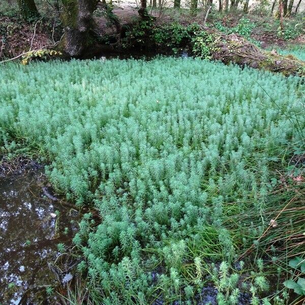 Myriophyllum aquaticum Характер