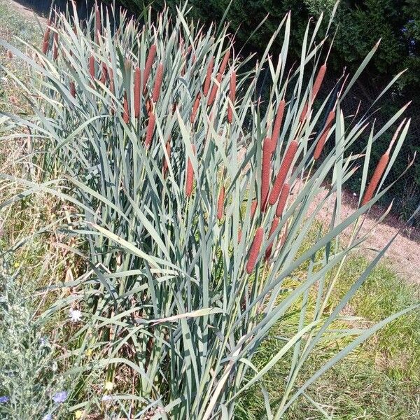 Typha latifolia Habit