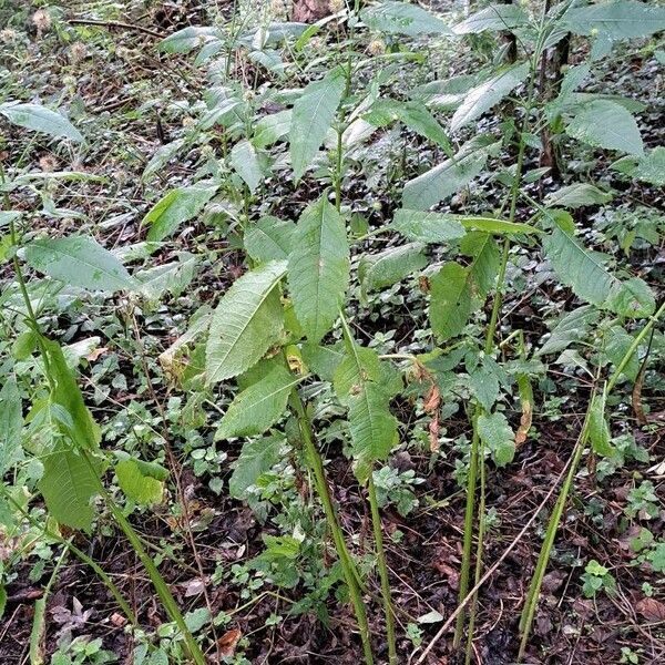 Dipsacus pilosus Alkat (teljes növény)