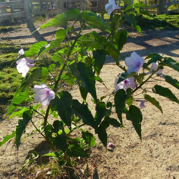 Ipomoea carnea Staniste