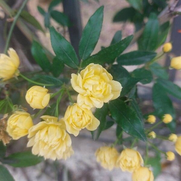 Rosa banksiae Blüte