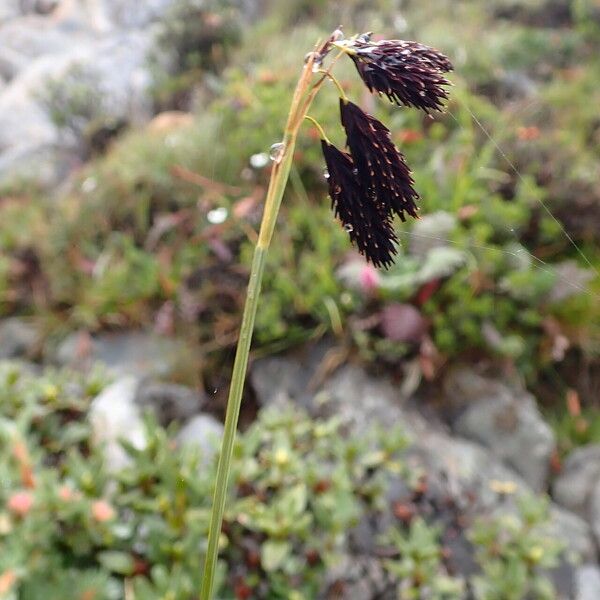 Carex atrofusca Owoc