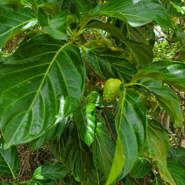 Morinda citrifolia Hedelmä